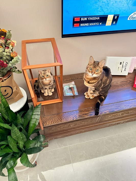 Custom-made souvenir figurines of pet dogs and cats, realistic decorations, and other related items. (Pictures and photos are welcome.)